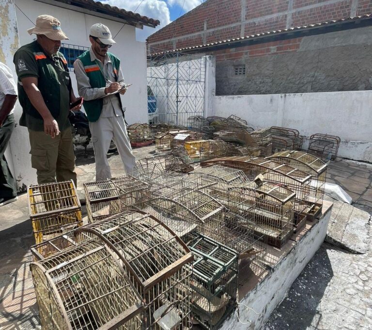 operacao-desarticula-trafico-de-aves-silvestres-e-resgata-mais-de-300-na-bahia
