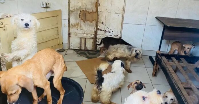 mulher-mantem-mais-de-60-animais-em-condicoes-insalubres-e-e-notificada-em-feira-de-santana