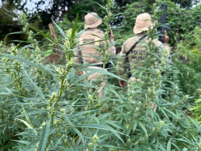 pm-erradica-mais-de-mil-pes-de-maconha-em-zona-rural-de-curaca