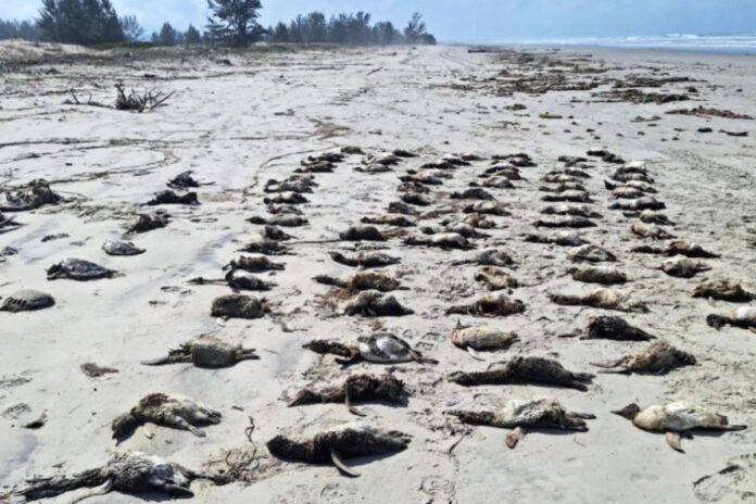 temporada-de-pinguins:-mais-de-700-sao-achados-mortos-no-litoral-de-sp