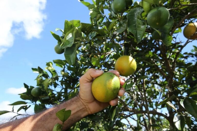 assembleia-legislativa-aprova-lei-que-torna-rio-real-“capital-estadual-da-laranja”