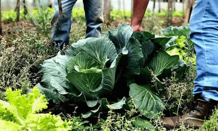 agricultura-familiar-recebera-r$-60-milhoes-para-producao-de-bioinsumo