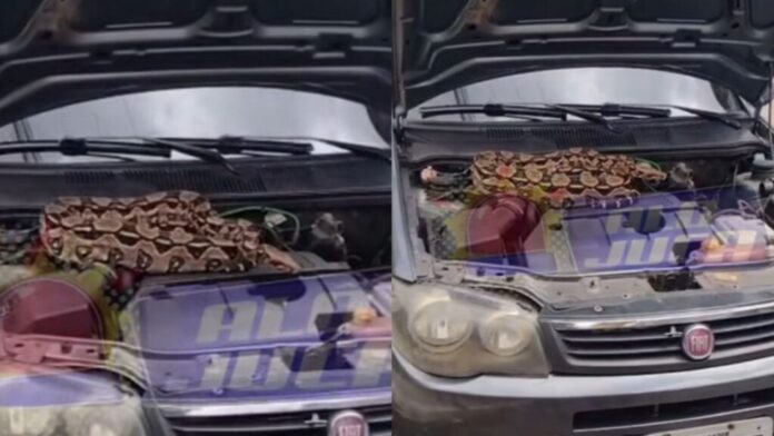 video:-jiboia-e-encontrada-em-motor-de-carro-no-bairro-do-retiro,-em-salvador