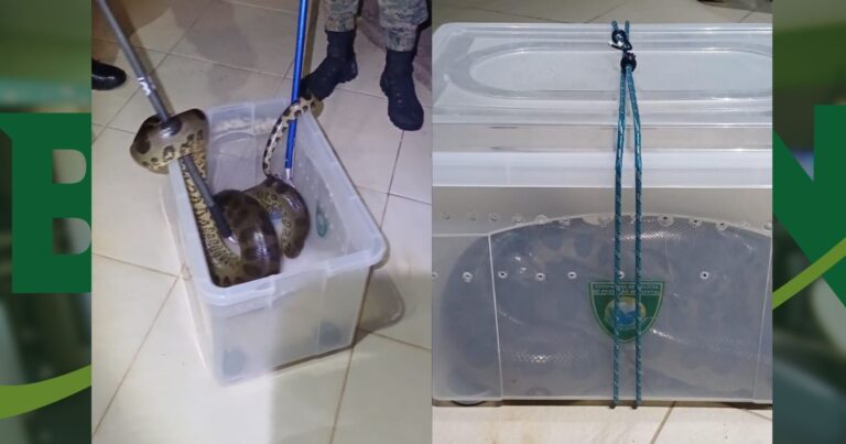 video:-policia-ambiental-captura-sucuri-de-2-metros-em-casa-em-camacari