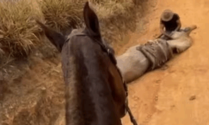 cavalo-que-teve-as-patas-amputadas-em-bananal-estava-vivo-antes-da-mutilacao,-diz-nova-pericia