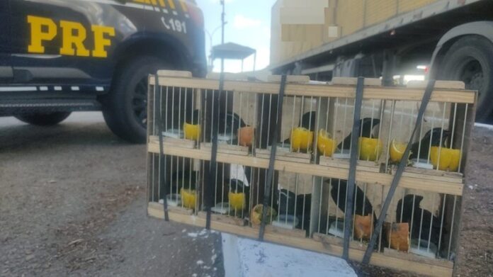 prf-resgata-60-aves-silvestres-e-apreende-rebites-em-trecho-da-br-116-de-milagres