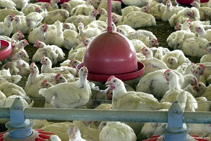 uniao-europeia-reconhece-o-brasil-como-livre-de-gripe-aviaria