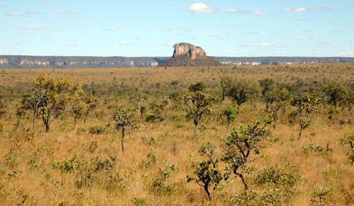 mpf-instaura-procedimento-nacional-para-combater-desmatamento-no-cerrado