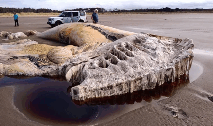 carcaca-de-segunda-maior-especie-de-baleia-do-mundo-e-encontrada-em-praia-do-reino-unido