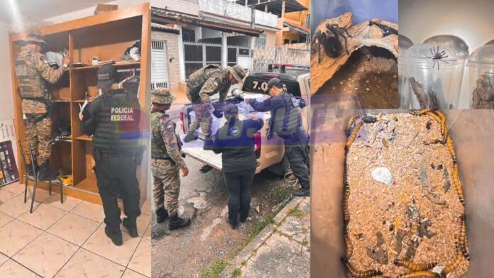 tarantulas,-escorpioes-e-lacraias:-operacao-da-pf-apreende-mais-de-200-animais-em-salvador