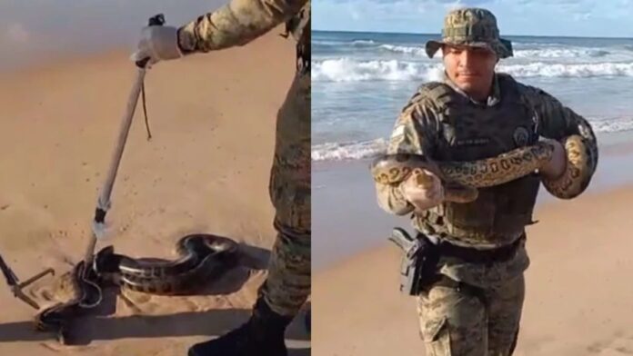 video:-pm-resgata-sucuri-em-praia-de-patamares