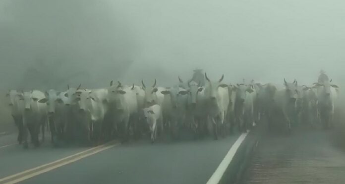 boiada-ocupa-br-101-em-itapebi-e-aumenta-risco-de-acidentes-durante-neblina