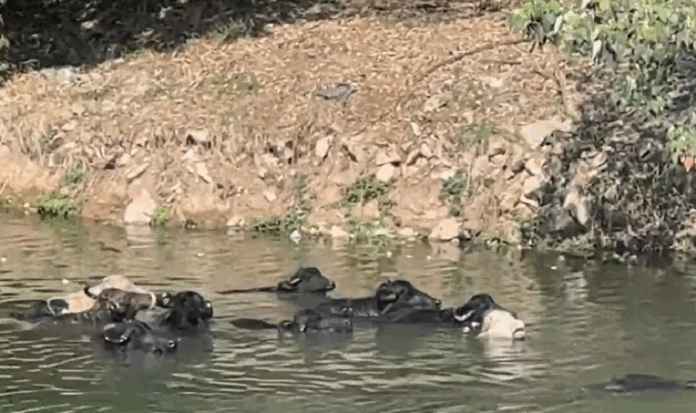 bufalos-sao-vistos-tomando-banho-no-rio-pinheiros,-em-sao-paulo