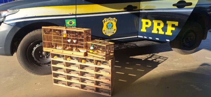 prf-resgata-29-aves-silvestres-transportadas-de-forma-irregular-em-vitoria-da-conquista