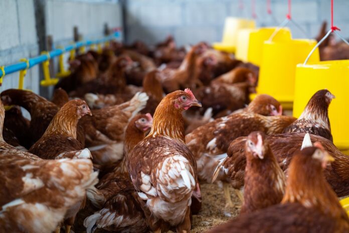 brasil-registra-recorde-de-1,6-bilhao-de-aves-comerciais-em-2024,-mostra-ibge