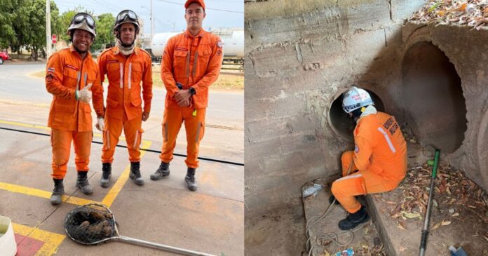 bombeiros-resgatam-filhotes-de-cachorros-em-galeria-pluvial-no-interior-da-bahia