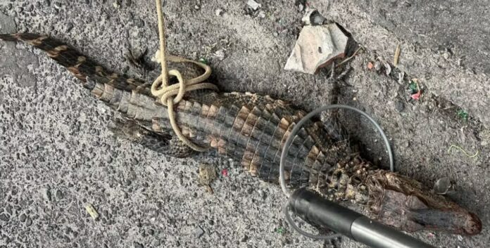 jacare-anao-e-resgatado-apos-tentativa-de-venda-ilegal-em-suburbio-de-salvador