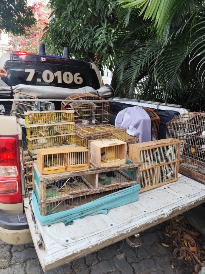 pm-apreende-quase-280-aves-silvestres-em-operacoes-na-regiao-de-feira pm-apreende-quase-280-aves-silvestres-em-operacoes-na-regiao-de-feira