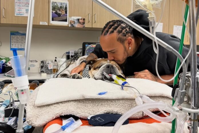 lewis-hamilton-emociona-ao-contar-que-seu-pet-teve-parada-cardiaca