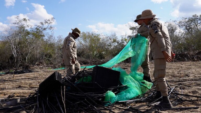 policia-militar-erradica-plantacao-de-30-mil-pes-de-maconha-em-zona-rural-de-senhor-do-bonfim