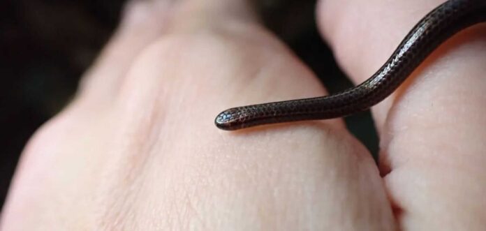 a-menor-serpente-do-mundo-reaparece-apos-20-anos-em-barbados