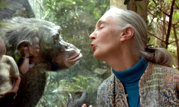 morre-jane-goodall,-renomada-primatologista-que-revolucionou-o-estudo-dos-chimpanzes