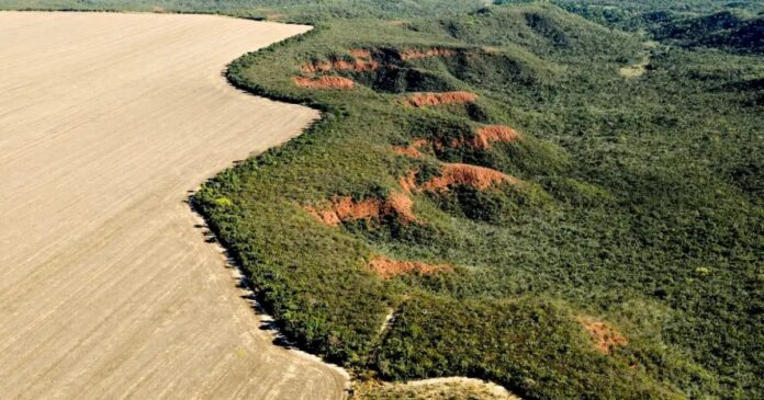 regiao-da-matopiba-e-responsavel-por-um-terco-da-vegetacao-do-cerrado-e-registra-quase-39%-de-perda-em-40-anos