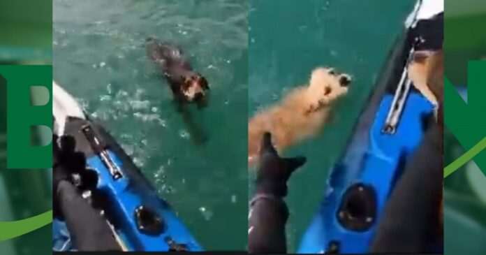 video:-homem-resgata-dois-cachorros-perdidos-no-mar-a-1-km-da-praia-em-cabralia