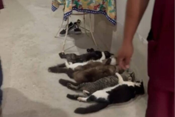 tres-pessoas-sao-presas-por-envolvimento-em-esquema-de-venda-ilegal-de-sangue-de-gatos-em-sp