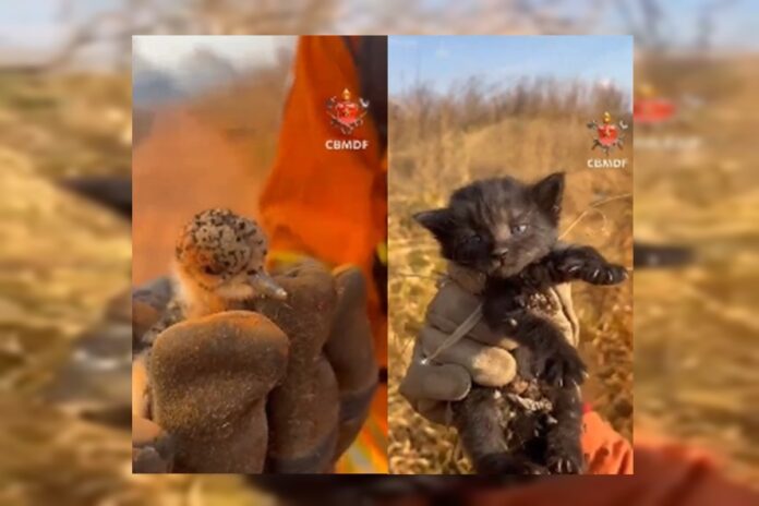 filhotes-de-gato-e-quero-quero-sao-resgatados-de-incendio-florestal