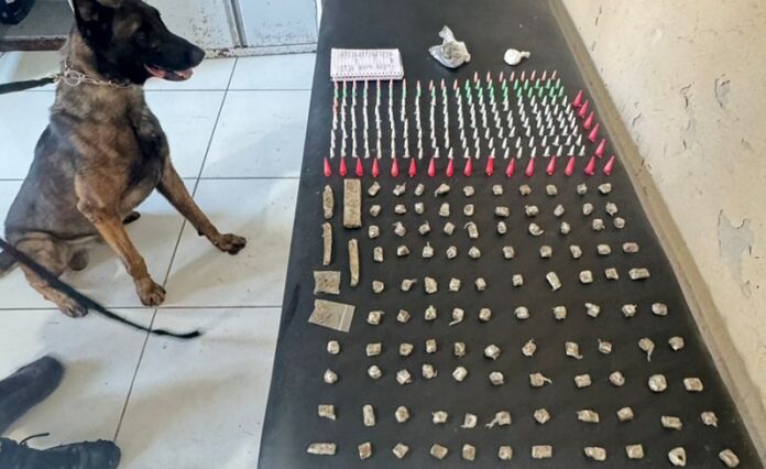 pm-apreende-grande-quantidade-de-drogas-com-auda-do-cao-policial-“k9-baruk”-em-porto-seguro