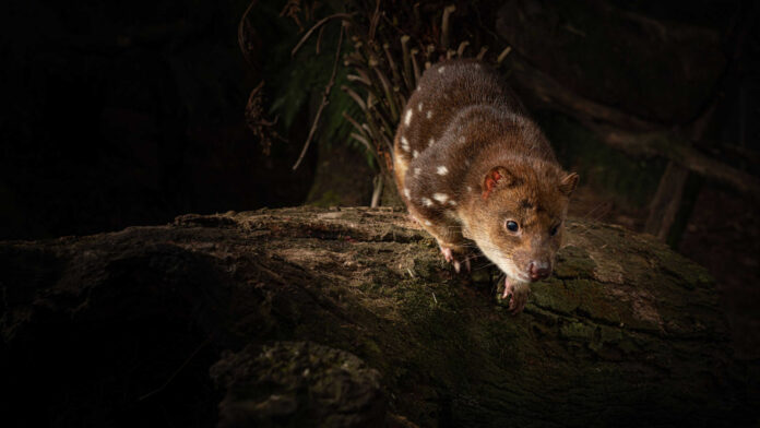 o-“primo”-do-diabo-da-tasmania-brilha-no-escuro-e-tambem-vive-na-australia