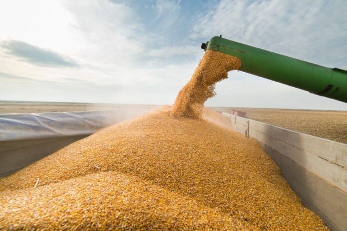 safra-de-graos-na-bahia-deve-crescer-4,1%-em-2025/26,-aponta-conab