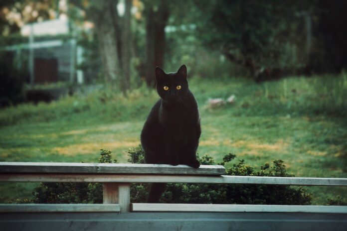 cidade-espanhola-proibe-adocao-de-gatos-pretos-no-halloween-para-evitar-rituais-e-maus-tratos