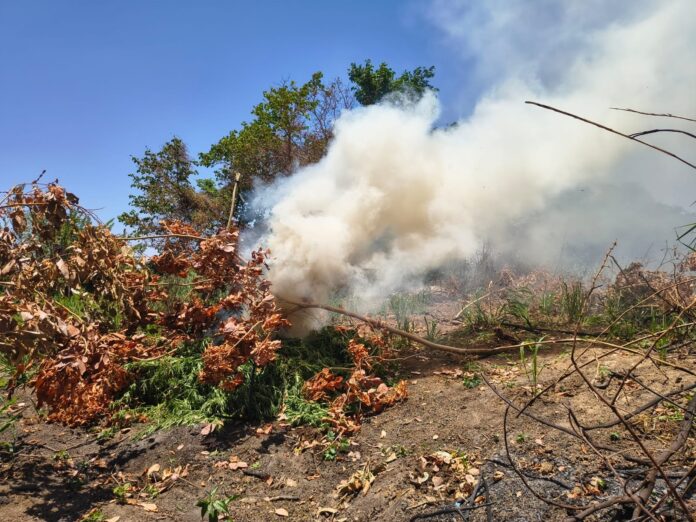 pm-erradica-14-mil-pes-de-maconha-em-roca-no-norte-da-bahia