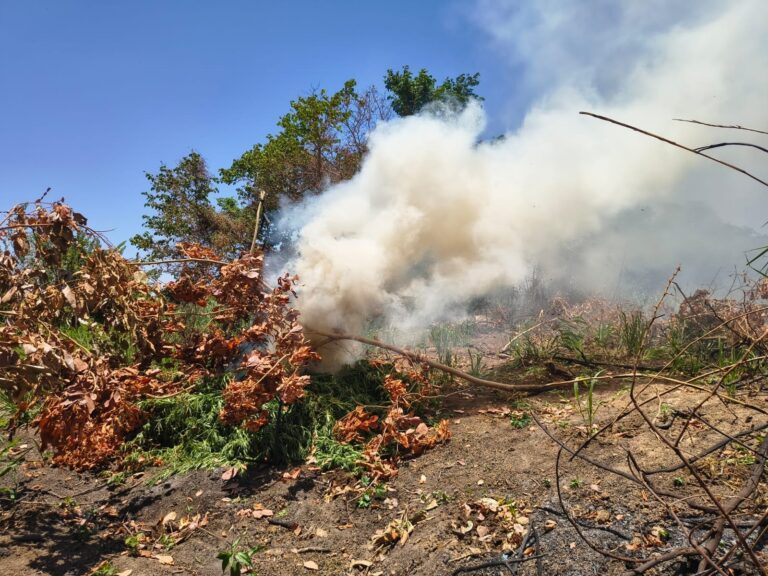 pm-erradica-14-mil-pes-de-maconha-em-roca-no-norte-da-bahia