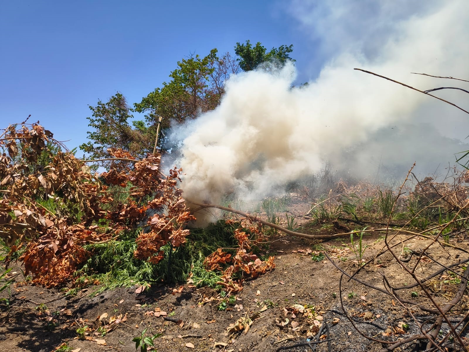 pm-erradica-14-mil-pes-de-maconha-em-roca-no-norte-da-bahia