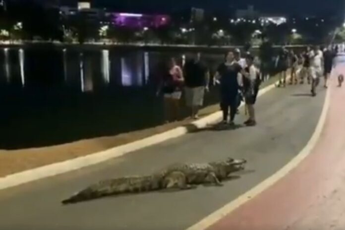 video:-jacare-sai-de-lagoa-para-passear-e-bloqueia-ciclovia
