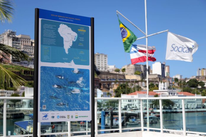 temporada-de-baleias-jubarte-tem-alta-de-20%-no-numero-de-observadores-em-salvador