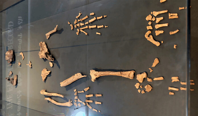 fossil-pre-historico-mostra-elo-entre-humanos-e-chimpanzes