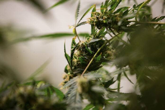 desembargador-contraria-gestao-tarcisio-e-libera-ong-de-cannabis