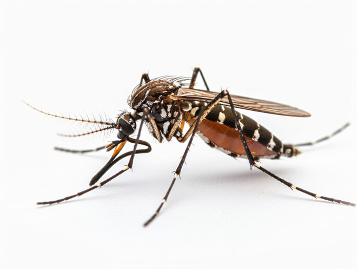 mosquitos-sao-encontrados-pela-primeira-vez-na-islandia,-um-dos-ultimos-lugares-do-mundo-livre-desses-insetos
