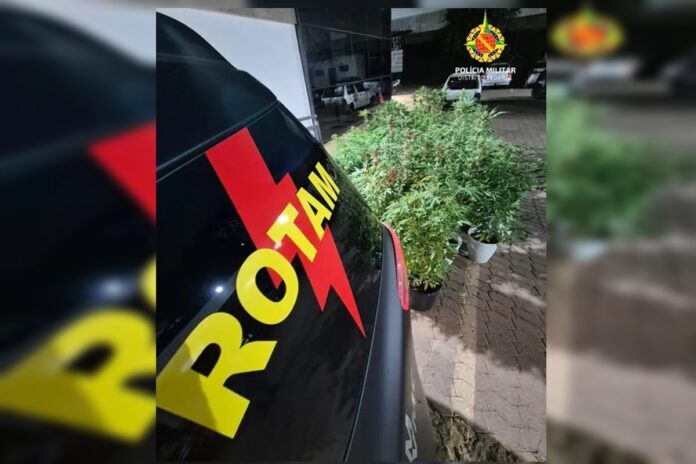 jardim-do-crime:-pmdf-encontra-53-pes-de-maconha-em-condominio.-video