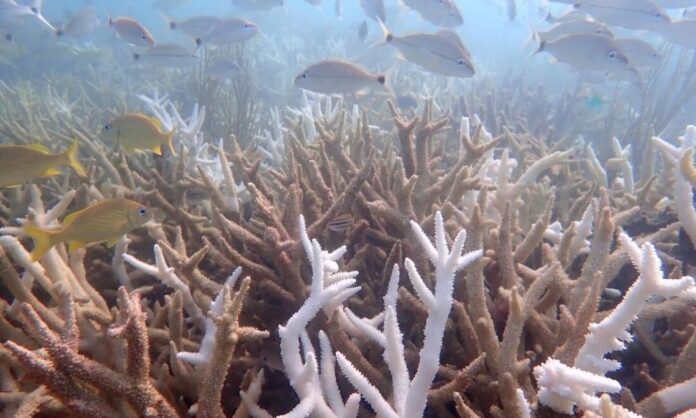 onda-de-calor-marinha-torna-duas-especies-de-coral-‘funcionalmente-extintas’-na-florida,-alerta-estudo