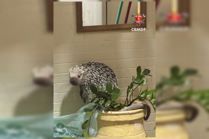 porco-espinho-e-resgatado-apos-invadir-casa-de-zelador-na-asa-sul porco-espinho-e-resgatado-apos-invadir-casa-de-zelador-na-asa-sul