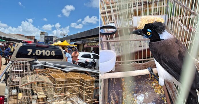 aves-silvestres-sao-resgatadas-e-dois-homens-sao-presos-por-comercio-ilegal-na-rms aves-silvestres-sao-resgatadas-e-dois-homens-sao-presos-por-comercio-ilegal-na-rms