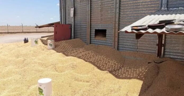 mpt-investiga-morte-de-trabalhador-soterrrado-em-silo-de-graos-no-oeste-da-bahia mpt-investiga-morte-de-trabalhador-soterrrado-em-silo-de-graos-no-oeste-da-bahia