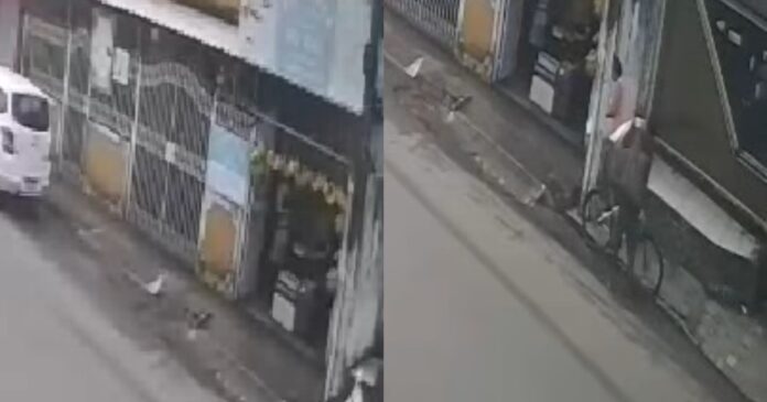 video:-cameras-registram-furto-de-bicicleta-em-santo-antonio-de-jesus video:-cameras-registram-furto-de-bicicleta-em-santo-antonio-de-jesus