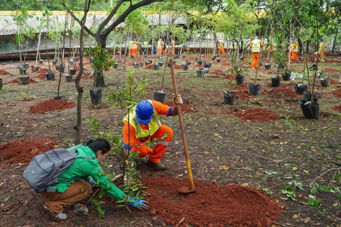 plantio-de-especies-da-amazonia-em-bosque-de-sp-traz-risco-ambiental plantio-de-especies-da-amazonia-em-bosque-de-sp-traz-risco-ambiental