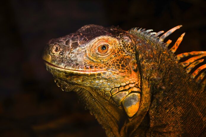 iguanas-“invasoras”-foram-poupadas-da-extincao:-descoberta-genetica-muda-tudo iguanas-“invasoras”-foram-poupadas-da-extincao:-descoberta-genetica-muda-tudo